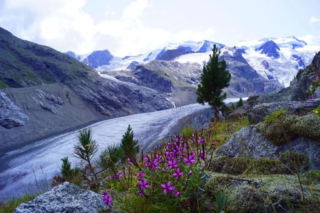 Blick auf den Morteratschgletscher - einer der idyllischsten Wanderungen mit Sicht auf einen Gletscher.