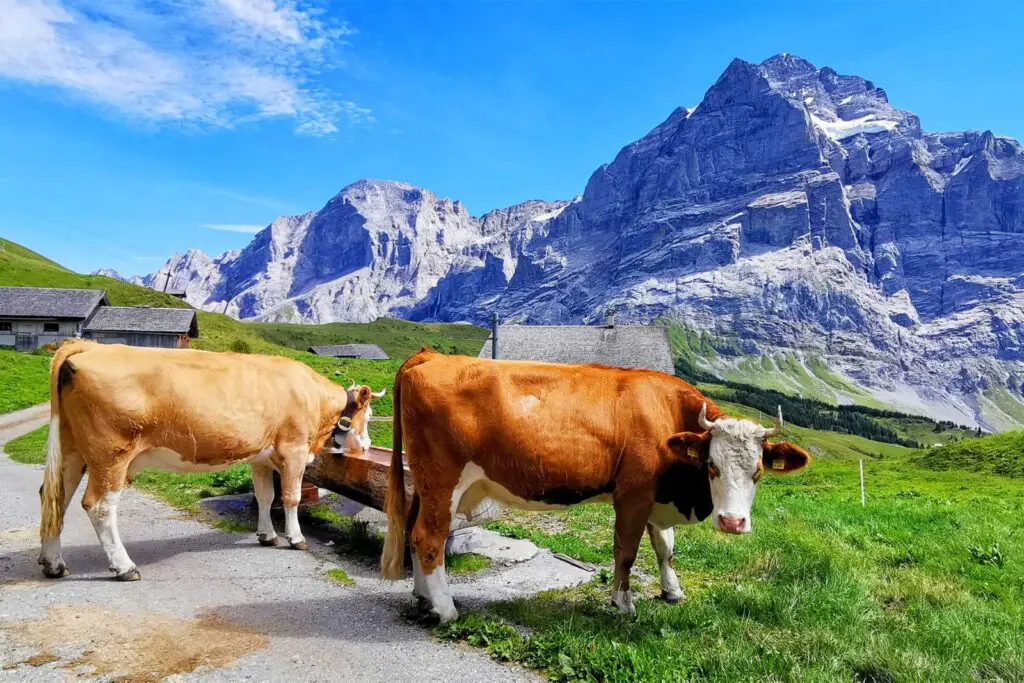 Beautiful hike to Grosse Scheidegg with Swiss cows.