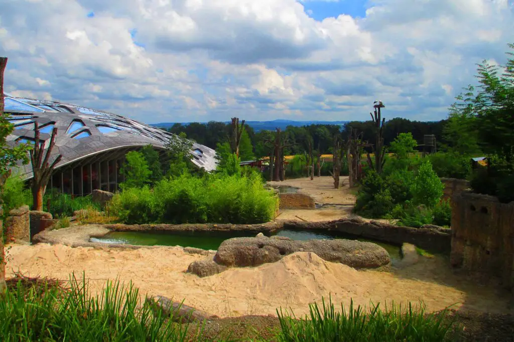 The Lewa Savanna at Zurich Zoo is the largest area in the zoo. It offers people a safari experience.