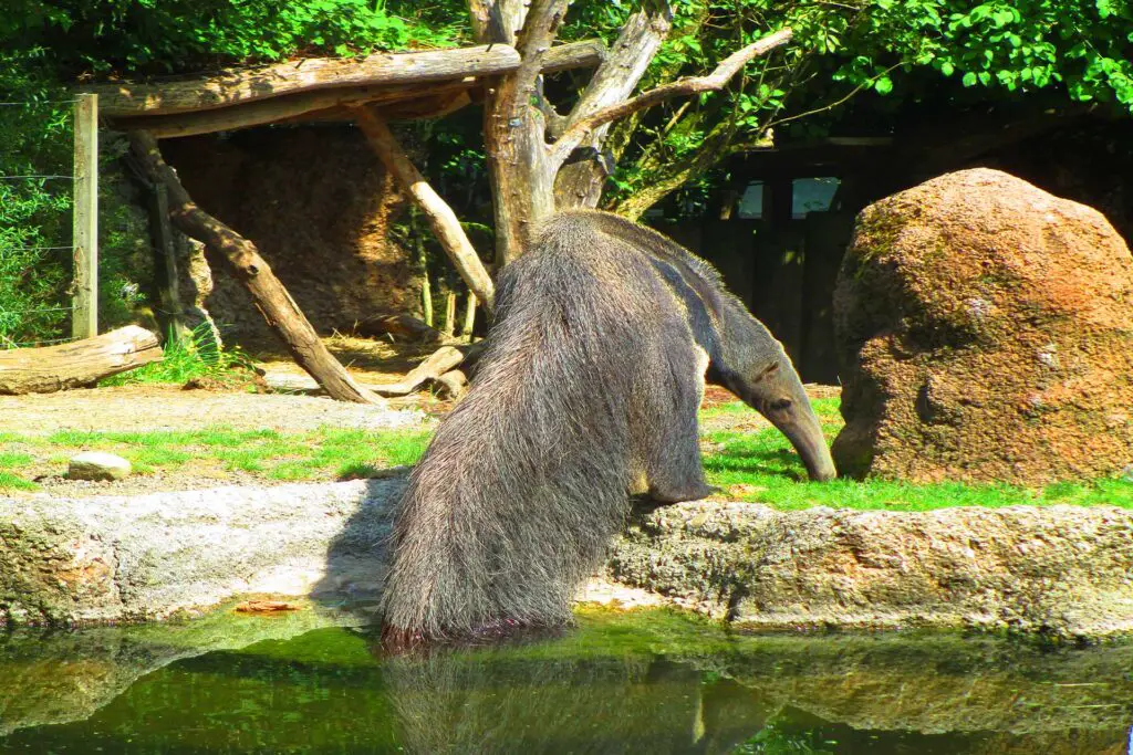 Tiere im Zürich Zoo.