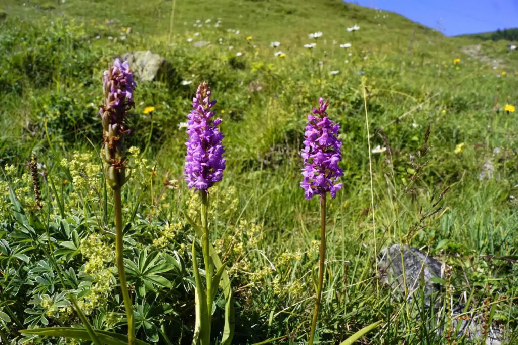 Orchideen in den Schweizer Alpen.