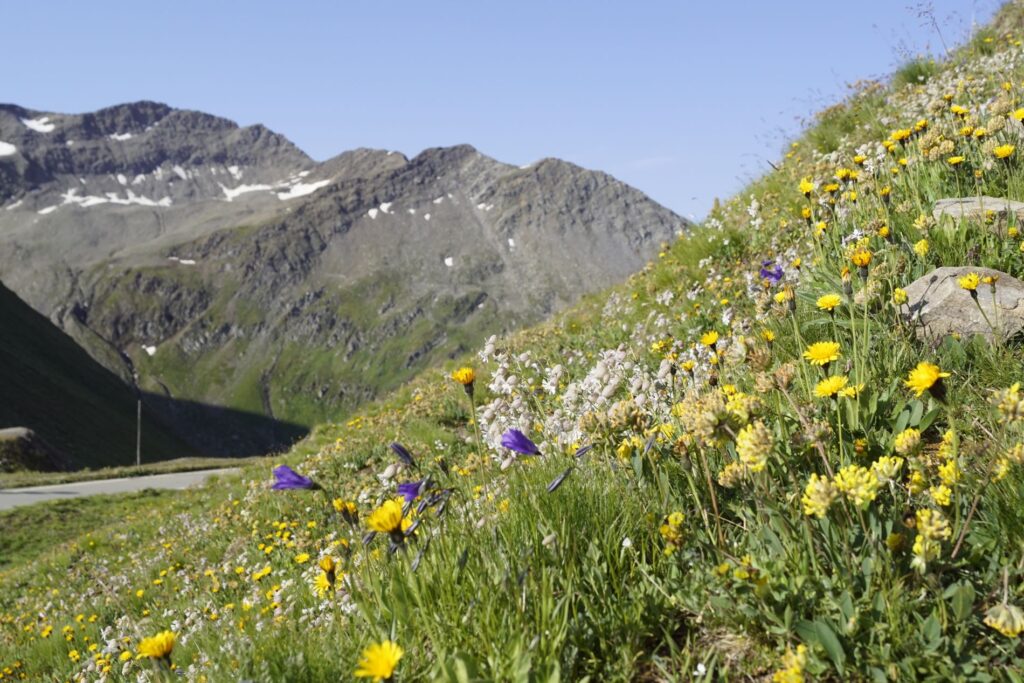Flowers at the Furka Pass.