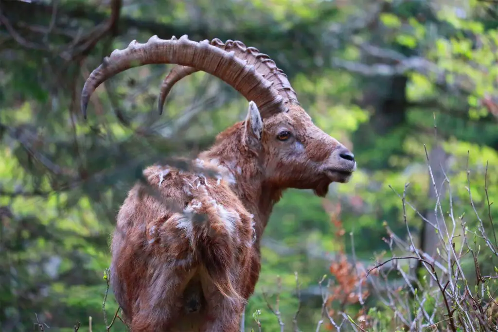 Ibexes at Creux du Van.