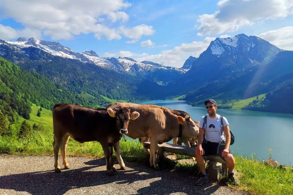 Traumaussicht auf den Wägitalersee mit Kühen.