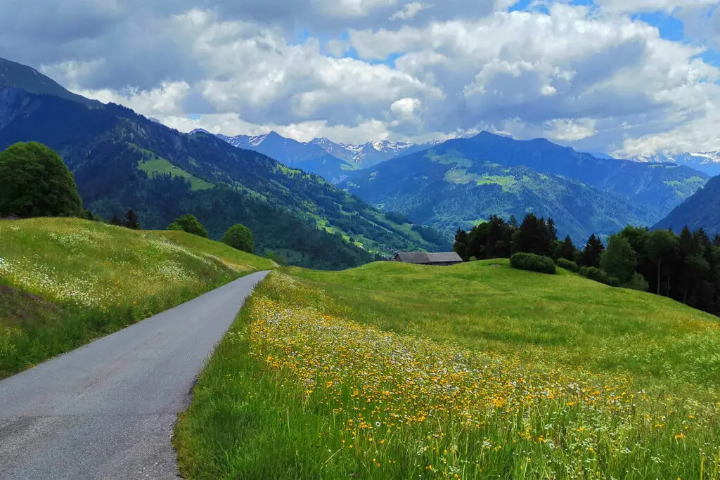 Der Narzissenweg in Seewis ist einer Geheimtipps, wenn es um wilde Osterglocken und Narzissen in der Schweiz geht.