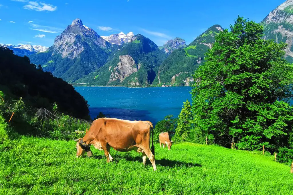 Magnifique lac des Quatre-Cantons.