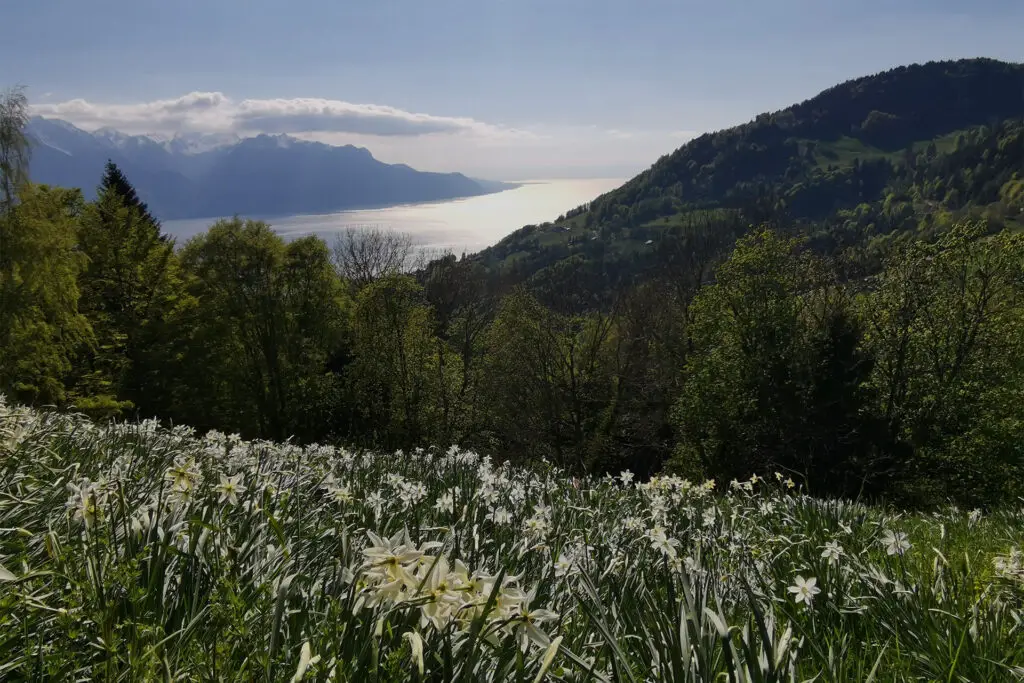The most beautiful places for wild narcissus and daffodils in Switzerland